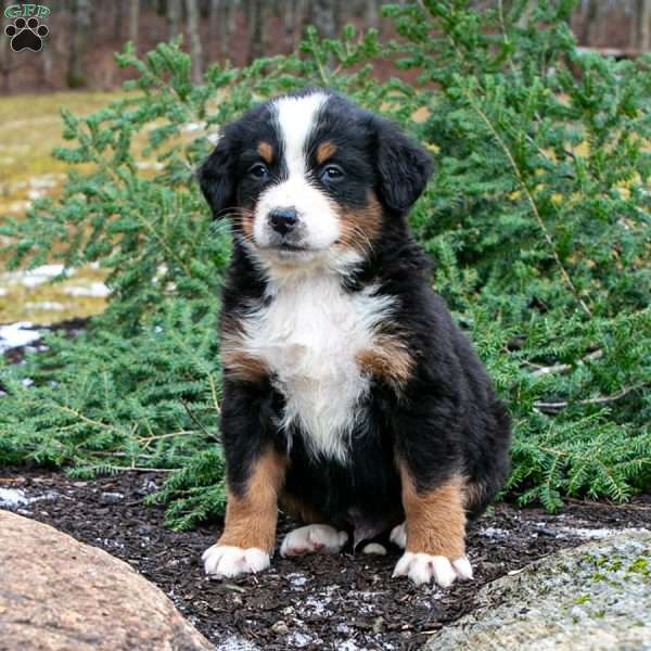 Cole, Bernese Mountain Dog Puppy